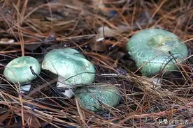 云南美食文化——野生菌类传统经典菜肴18例图片