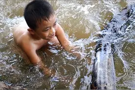 96年海南巨蟒为报恩甘愿当“保姆”：与主人同睡，还为其看家护院图片