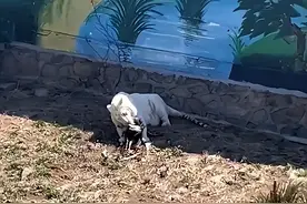 凭实力“加餐”？一动物园老虎吃了孔雀！网友：吃“同事”可不好图片