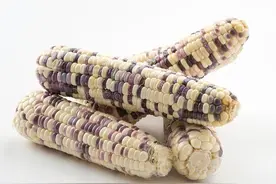 山西省忻州市甜糯玉米产业发展现状分析图片