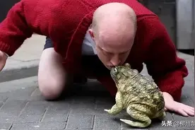 舔蛤蟆吸毒在美国成“时尚”！官方警告：再舔蛤蟆要绝种了！图片