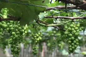 葡萄7月份管理技术详解！此期管理要注重促进果实着色、成熟图片
