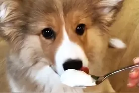 狗狗太瘦了怎么办？教你5招，这样增肥科学又健康图片