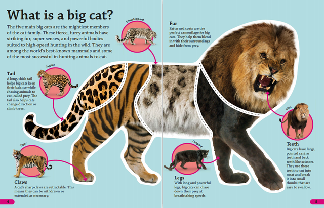 重磅科普视频课《DK findout》，拓展大孩子视野提升见闻