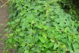 牛皮癣很怕这种植物，俗称“牛皮消”，农村山上就有，别认错了图片