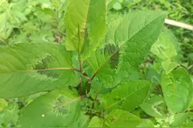 老人口中的“祛湿草”，农村路旁就有，儿时当零食吃，如今很珍贵图片