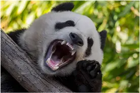 四川曾虎患猖獗，为何没听说过老虎吃大熊猫？因为国宝脖子太粗？图片