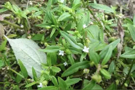 俗称“消痛草”，又名白花蛇舌草，能遇到是运气好，它稀少又珍贵图片