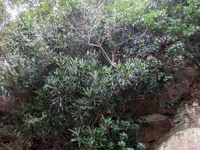 宁波东极峙头半岛,一个鲜为人知的植物宝库