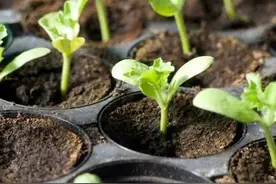 育苗的6个关键点，3分钟教你在家培育出优质菜苗图片