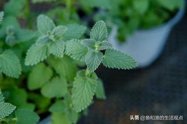 踏春必备“百草图”之三，身边那些有价值的野草，你能认识几种？