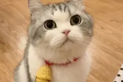 沙雕可爱表情包/我不管，快点给我看腹肌图片