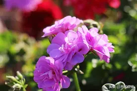 十种天竺葵，好看又好养图片