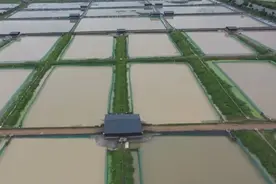 南丰：甲鱼蛋上市 价格翻番销路不愁图片