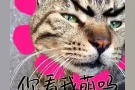 撒娇的表情包，看完都会回复你图片