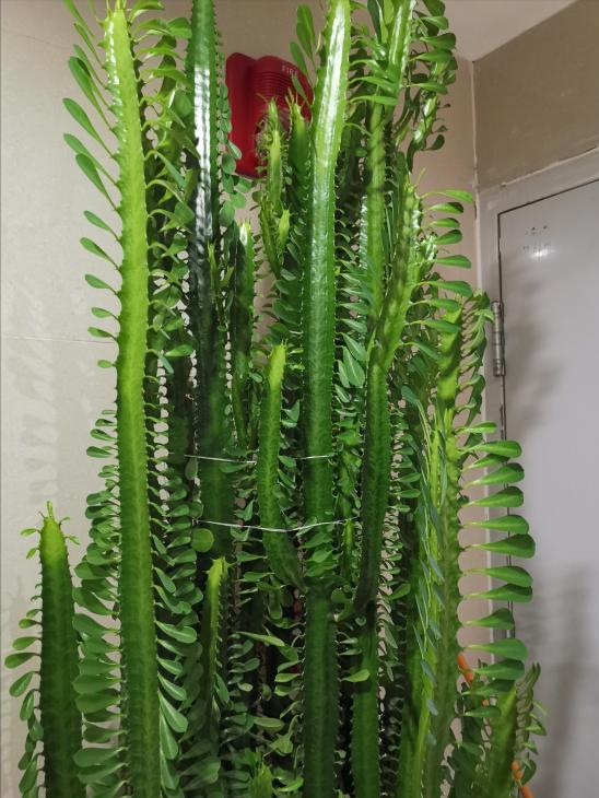 什么花出胶 2025年请问什么花