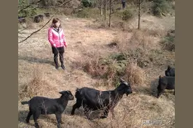 养羊可以利用的10多种中草药，有利于羊肉品质，很多山区都有图片