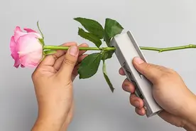 花瓶的鲜切花怎么养能延长观赏期？图片