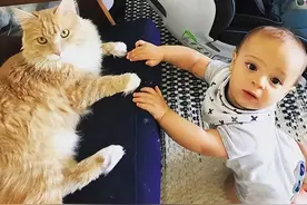 养猫的7个好处，这是有科学道理的，别不信图片