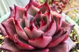 被老花匠“拉黑”的4种多肉，黑腐烂根难度夏，再喜欢也别养图片