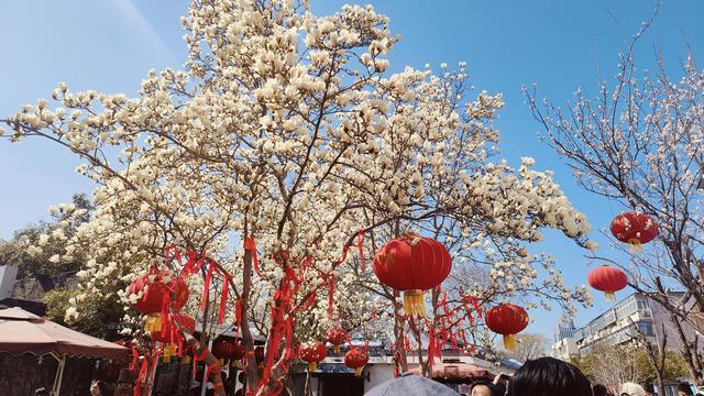 百花公园的玉兰花马上盛开，公园里还举办了“花朝荟”，吃的玩的