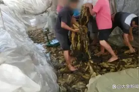 那些曾被315点过名的品牌怎么样了图片