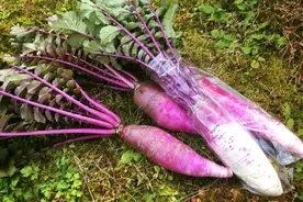 根类食材大盘点图片