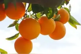 橘子红了 || 作者：成乐源图片