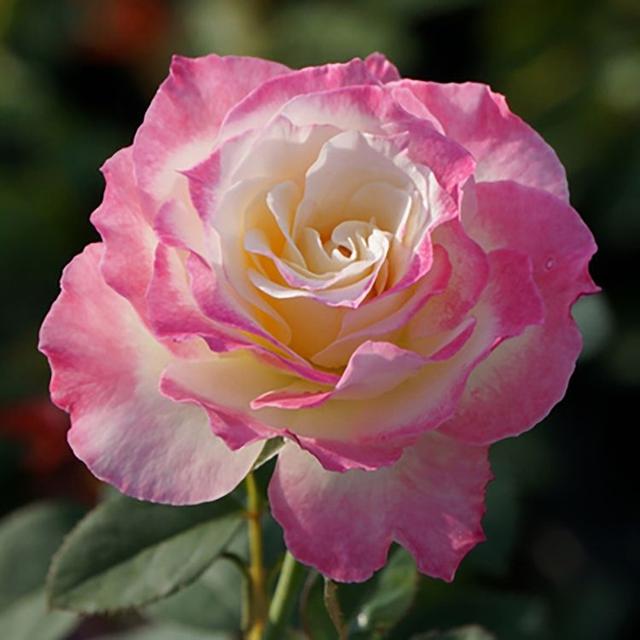 姘ㄥ熀閰稿彾闈㈣偉锛岀敤杩囬兘璇村ソ