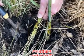 这种田间乡野到处都长的香蒲，它的根茎嫩芽居然比笋子还美味，我们去挖一些回家做下饭菜。#挖野菜 #香蒲 #户外 #下饭菜 #海外生活 @DOU+小助手  