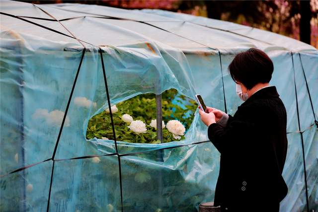 中国洛阳牡丹文化节每日花情专题播报之一含苞欲放