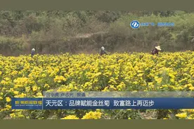 株洲天元区：品牌赋能金丝菊 致富路上再迈步图片