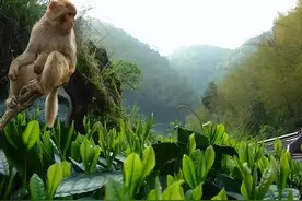 同样是太平猴魁，2000一斤和200一斤的猴魁有什么差别图片