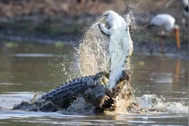 动物同类相残有多可怕？连配偶孩子都要吃掉，这也是自然规律吗？图片