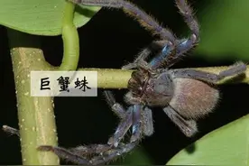 【动物界全系列】新蛛亚目—巨蟹蛛科图片