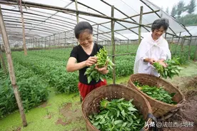 空心菜长哪？北方：土里一年割几茬，南方：“水中青龙”下饭神菜图片