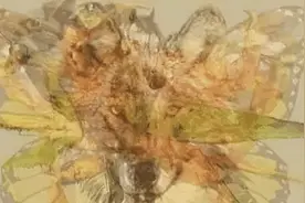 心理测试：你第一眼看到了什么动物，测出你性格中的隐藏面图片