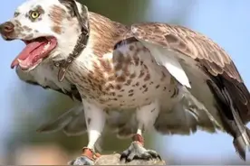 野生动物也会出现杂交，其后代有多惨？我们能禁止动物杂交吗？图片