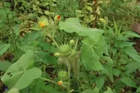 野生中草药，路边可见，疗效却不小图片