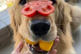 狗狗"肠胃不适"吃什么食物?这些东西，能慢慢修补肠胃图片