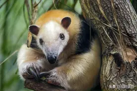 中国允许养的特殊宠物有哪些？图片