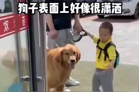 江苏一狗子送男孩上学，回家竟崩溃哭了，才过1小时就趴门口盼着图片