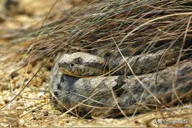 在农村里，为啥很多农户家里经常有蛇出没，怎么回事？是什么原因图片