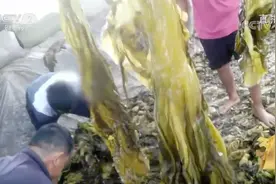 追踪3.15 |一颗酸菜引发的“地震”：谁在纵容“土坑酸菜”上餐桌图片
