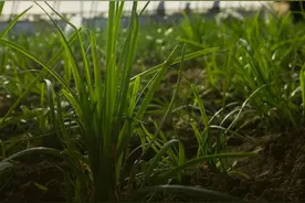 返乡创业?这份毛利率50%净利率超30%的致富指南,你值得拥有!图片