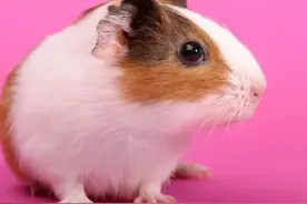 一则仓鼠喂养问题引发的家庭教育方法思考图片