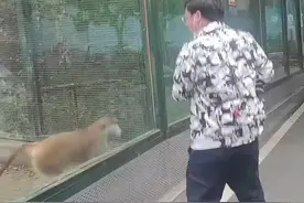游客蹦跳着逗猴子时，结果被猴子神同步模仿图片