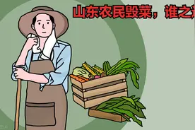 山东蔬菜产量全国第一，农民却无奈毁菜，谁之过？图片