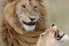 狮子交配后疯狂打架，猫交配鬼哭狼嚎，猫科动物交配有何隐情？图片