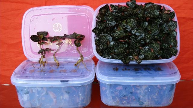 「品牌展播」中国地理标志农产品品牌展播（福建三明篇-上）